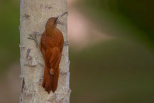 Fuchsroter Baumsteiger (Xiphocolaptes major) - Great Rufous Woodcreeper