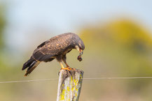 Schneckenweih, Snail kite, Rostrhamus sociabilis