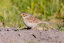 Fahlammer (Spizella pallida)