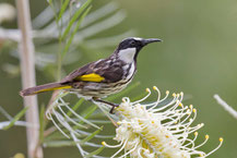 Weißohr-Honigfresser, White-cheeked Honeyeater, Phylidonyris niger