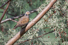 Turteltaube (Streptopelia turtur)