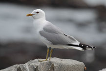 Sturmmöwe (Larus canus) - Common gull