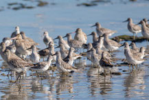 Großer Knutt, Great knot, Calidris tenuirostris