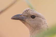 Graulaubenvogel ( Chlamydera nuchalis)