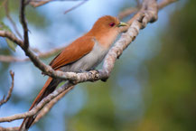 Eichhornkuckuck; squirrel cuckoo; Piaya cayana