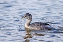  Haarschopftaucher (Poliocephalus poliocephalus) - Hoary-headed grebe 