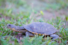 Pantanal-Plattschildkröte