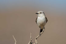 Weißbinden-Nonnentyrann (Xolmis velatus); White-rumped Monjita