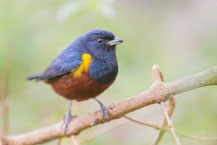 Braunbauchorganist; Euphonia pectoralis; Chestnut-bellied Euphonia