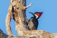 Linienspecht (Hylatomus lineatus); Lineated Woodpecker