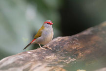 Dornastrild, Red-browed finch, Neochmia temporalis