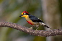 Goldmaskenspecht (Melanerpes flavifrons); Yellow-fronted woodpecker