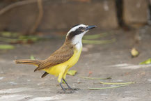 Schwefelmaskentyrann (Pitangus sulphuratus); Great Kiskadee