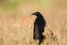 Riesenkuhstärling (Molothrus oryzivorus) - Giant Cowbird