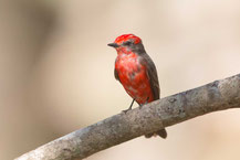 Rubintyrann (Pyrocephalus rubinus); Vermilion Flycatcher