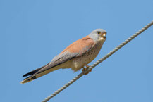 Rötelfalke, Lesser kestrel, Falco naumanni