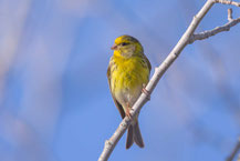 Girlitz; Serinus serinus; European serin