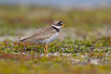 Sandregenpfeifer (Charadrius hiaticula)  - Common ringed plover