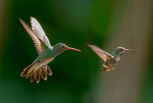 Weißkinn-Saphirkolibri (Hylocharis cyanus)