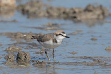 Seeregenpfeifer (Charadrius alexandrinus) - Kentish plover