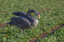 Hybrid Trauerschwan x Höckerschwan