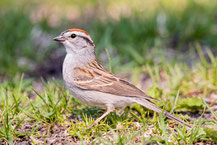 Schwirrammer (Spizella passerina)