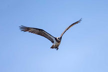 Australischer Fischadler, Eastern Osprey, Pandion cristatus