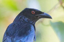 Glanzfleckdrongo, Spangled Drongo, Dicrurus bracteatus