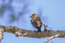 Balearen-Fichtenkreuzschnabel; Loxia curvirostra balearica; Red Crossbill