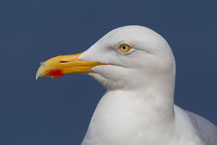 Silbermöwe (Larus argentatus) - European herring gull