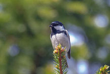 Tannenmeise (Periparus ater)