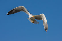 Heringsmöwe (Larus fuscus) - Lesser black-backed gull