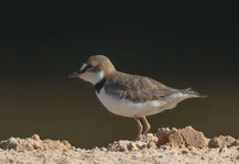 Schlankschnabel-Regenpfeifer (Charadrius collaris) - Collared Plover