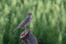 Karmingimpel; Carpodacus erythrinus; Common rosefinch