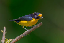 Veilchenorganist; Euphonia violacea; Violaceous euphonia