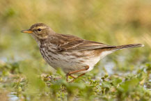 Bergpieper, Water pipit, Anthus spinoletta