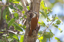 Südlicher Weißbauch-Baumsteiger (Lepidocolaptes angustirostris) Narrow-billed Woodcreeper