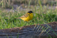 Masken Schafstelze; Motacilla flava feldegg; Black-headed Yellow Wagtail