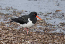 Australische Austernfischer (Haematopus longirostris) - Pied oystercatcher