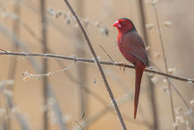 Sonnenastrild, Crimson finch, Neochmia phaeton