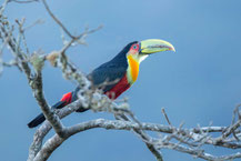 Bunttukan (Ramphastos dicolorus); Green-billed Toucan