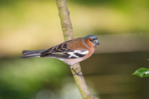 Buchfink; Fringilla coelebs; Common Chaffinch