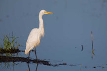 Mittelreiher (Ardea intermedia) - Intermediate egret