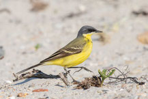 Nordische Schafstelze; Motacilla flava thunbergi; Dark-headed Wagtail