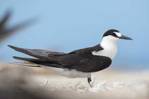 Rußseeschwalbe (Onychoprion fuscatus) - Sooty tern