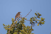 Helmlederkopf, Helmeted Friarbird, Philemon buceroides