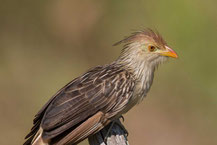 Guirakuckuck; Guira cuckoo; Guira guira