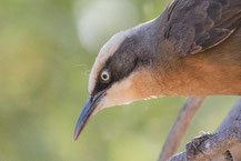 Grauscheitelsäbler (Pomatostomus temporalis) 