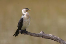 Kräuselscharbe (Microcarbo melanoleucos) - Little pied cormorant