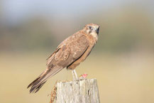 Habichtfalke, Brown falcon, Falco berigora